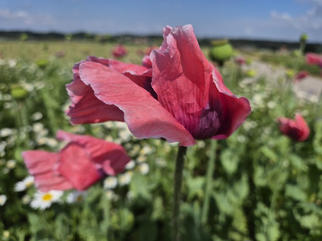 rote Mohnblüte