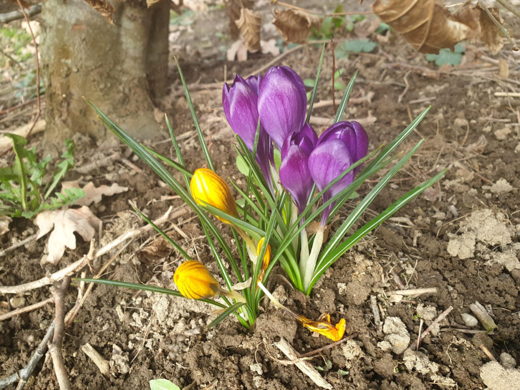 gelbe und violette Krokus blühen auf