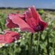 rote Mohnblüte